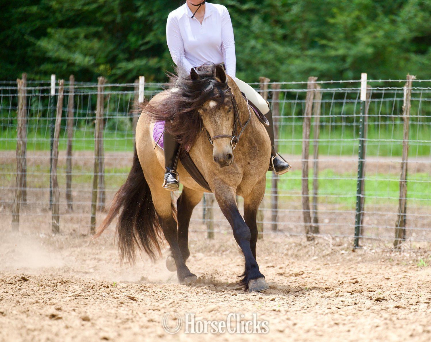 Gypsy Vanner - "Fonzie " Buckskin Gelding Gypsy Vanner in Texas