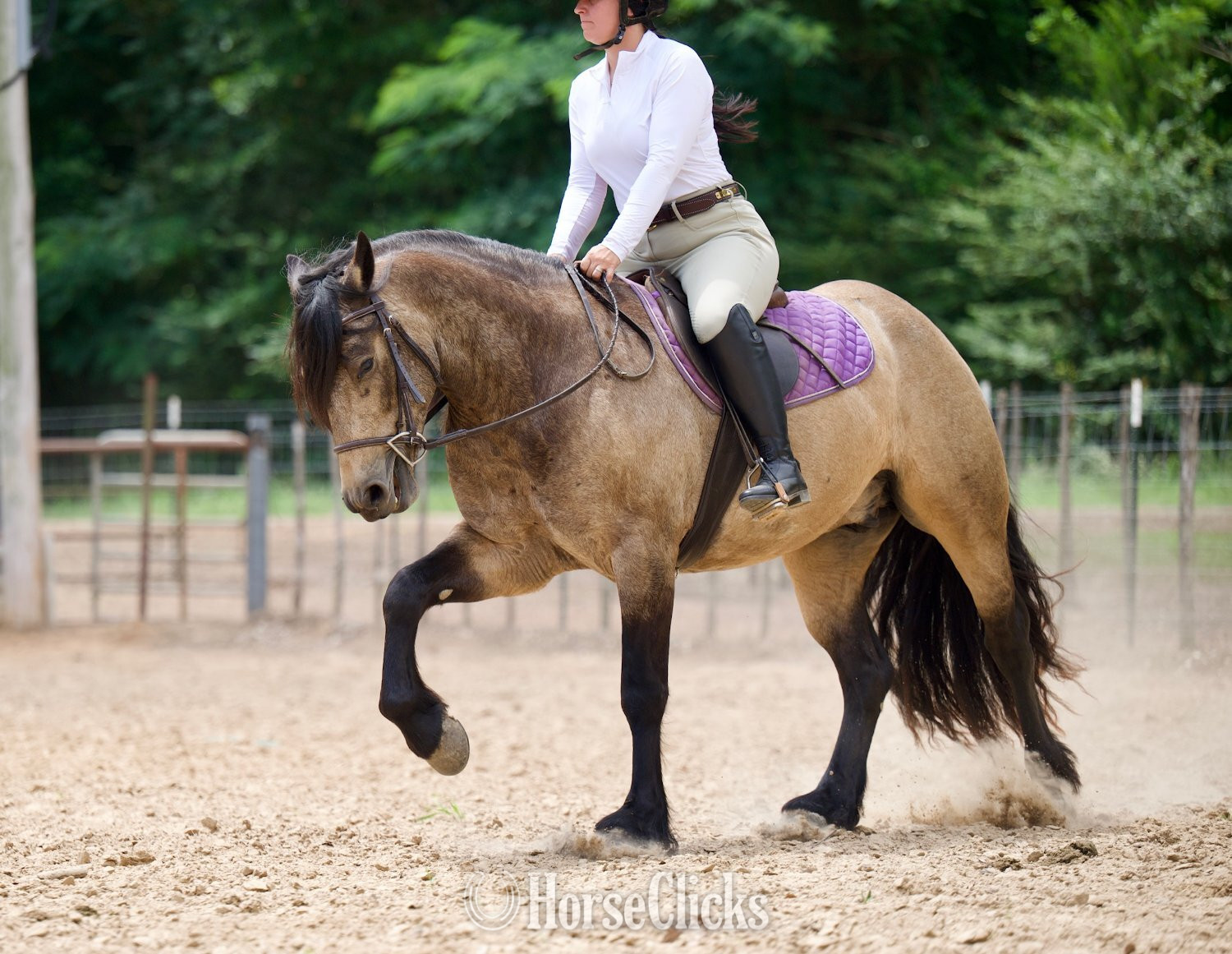 Gypsy Vanner - "Fonzie " Buckskin Gelding Gypsy Vanner