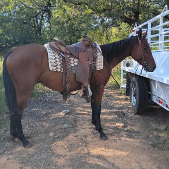 "CS BULLET NO JOKE" Bay Gelding Quarter Horse
