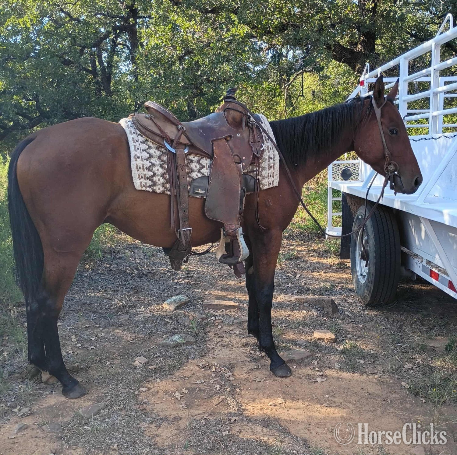 "CS BULLET NO JOKE" Bay Gelding Quarter Horse in Texas