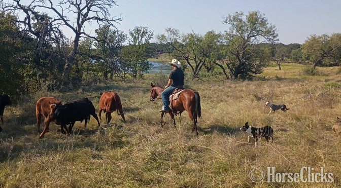 "CS BULLET NO JOKE" Bay Gelding Quarter Horse
