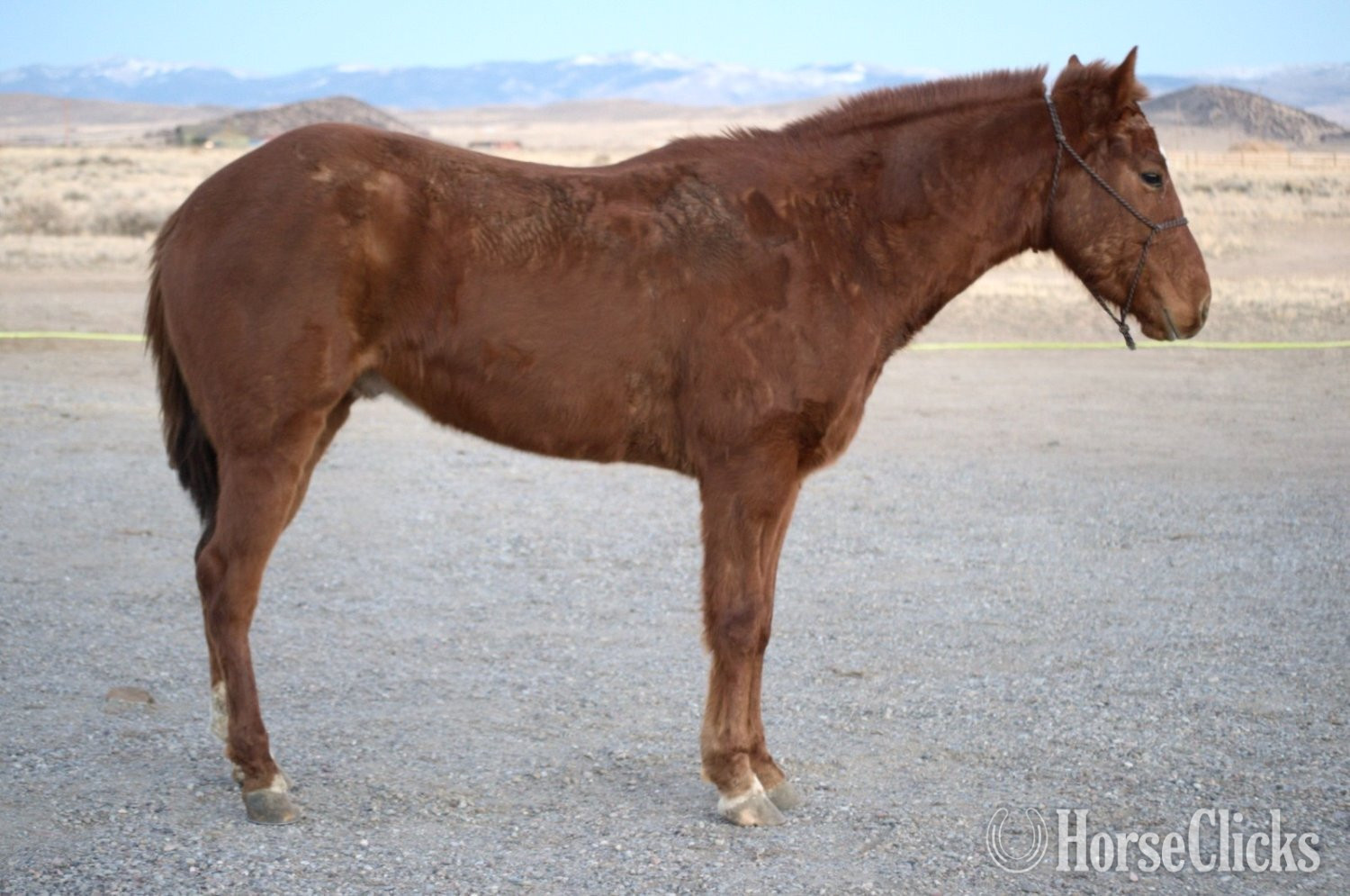 "Frankie" Sorrel Gelding Quarter Horse in Montana