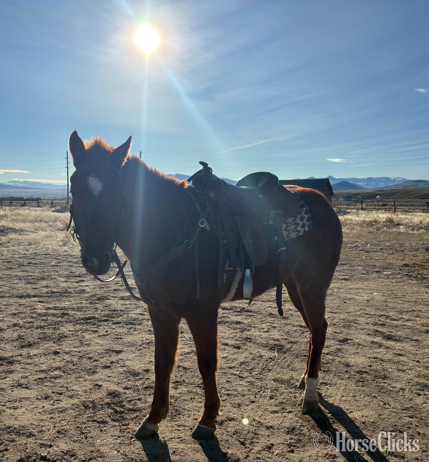 "Frankie" Sorrel Gelding Quarter Horse