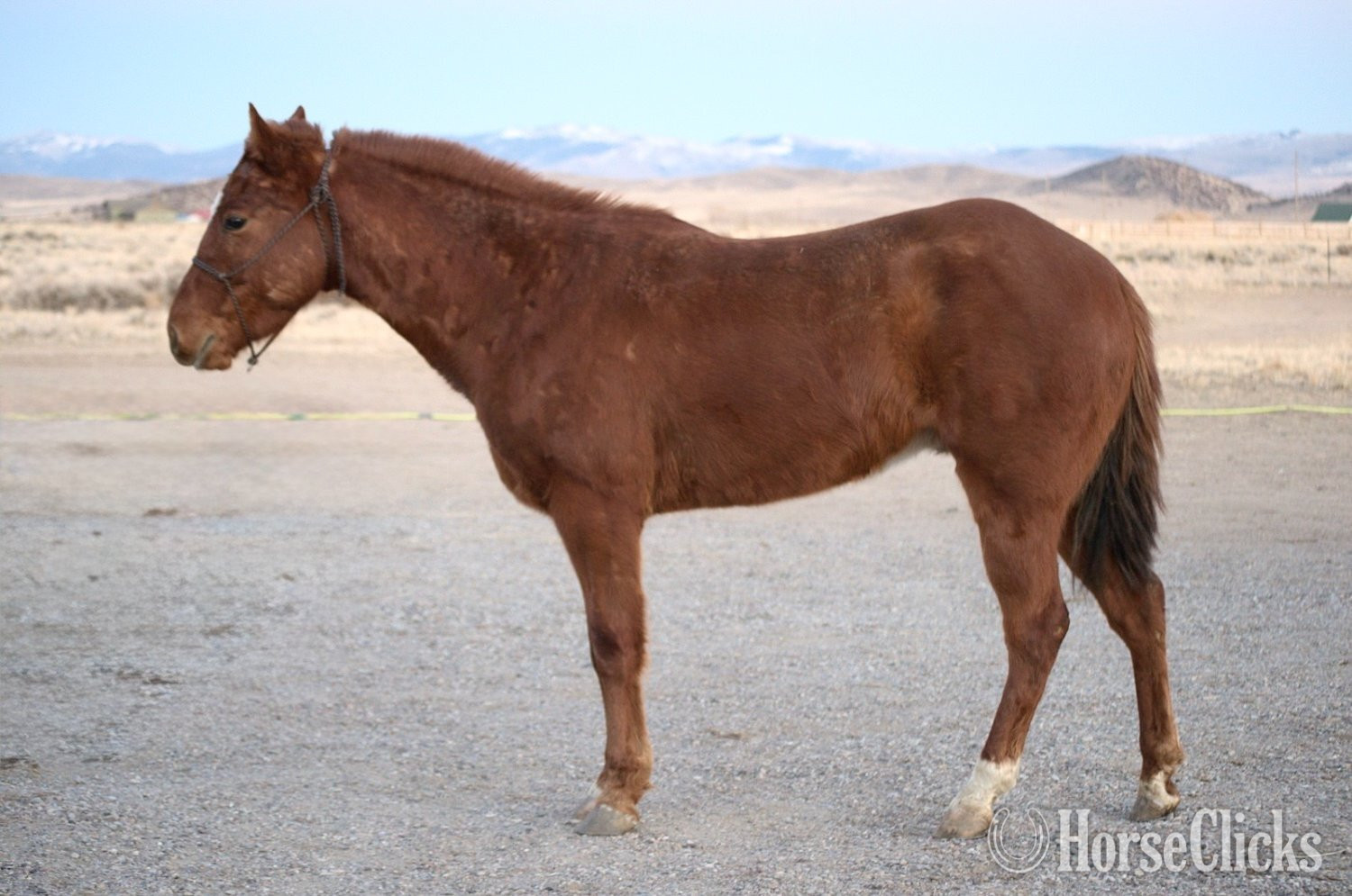 Montana "Frankie" Sorrel Gelding Quarter Horse