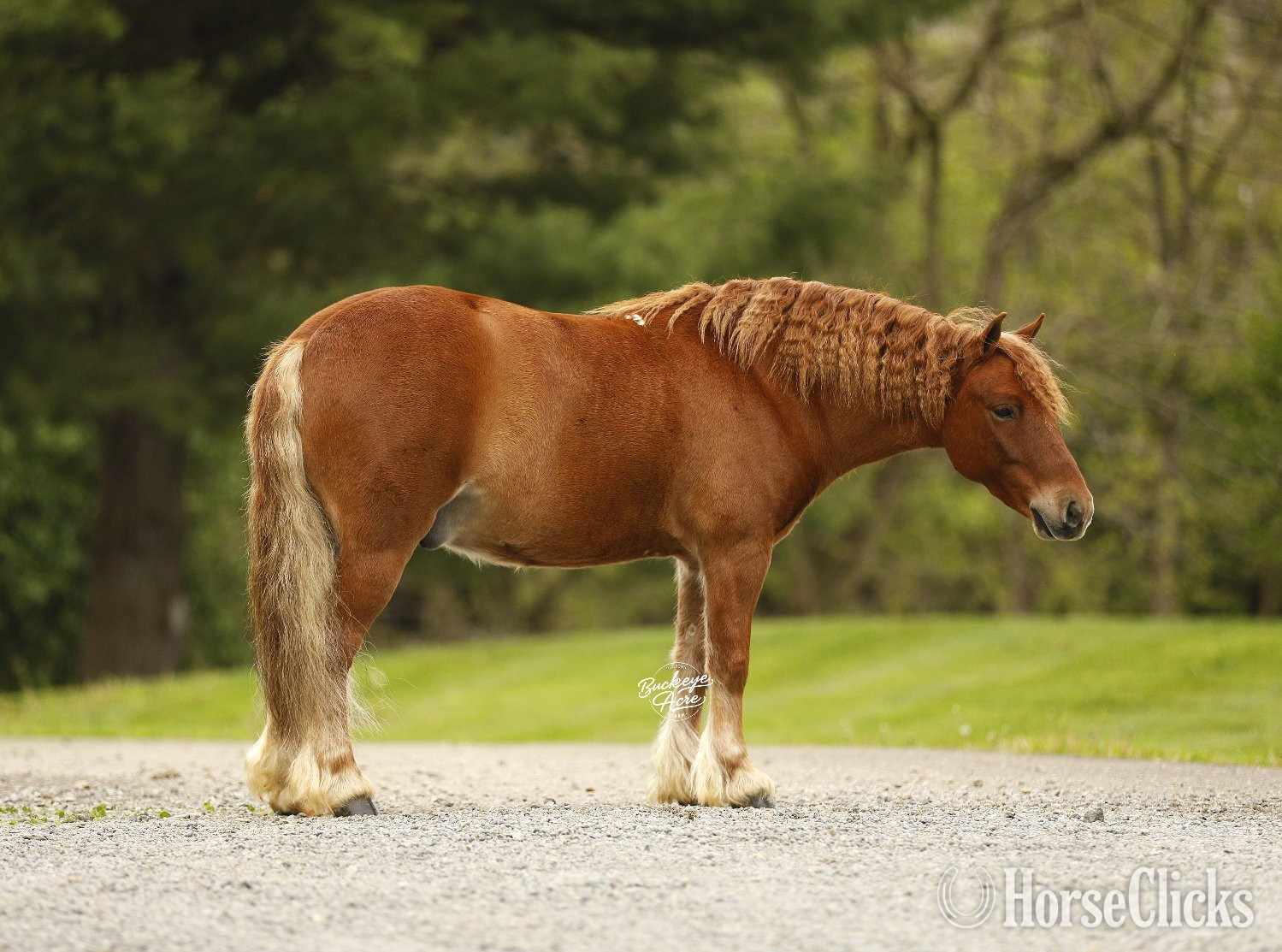 "Cinnamon" Sorrel Gelding Pony