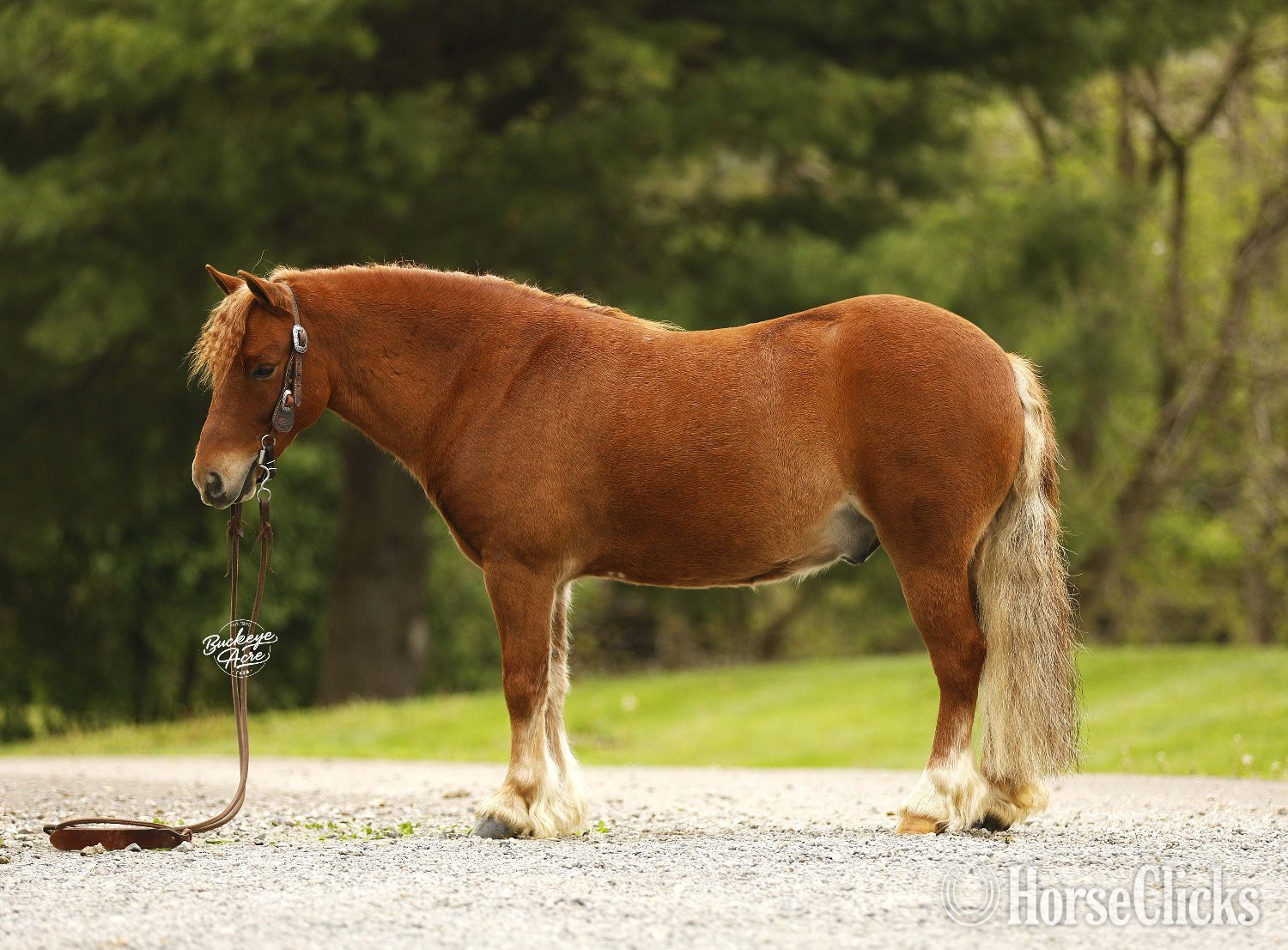 Ohio "Cinnamon" Sorrel Gelding Pony