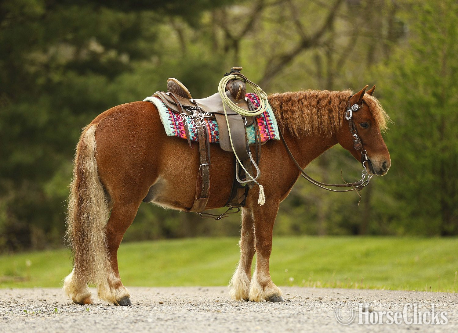 "Cinnamon" Sorrel Gelding Pony - Pony in Ohio
