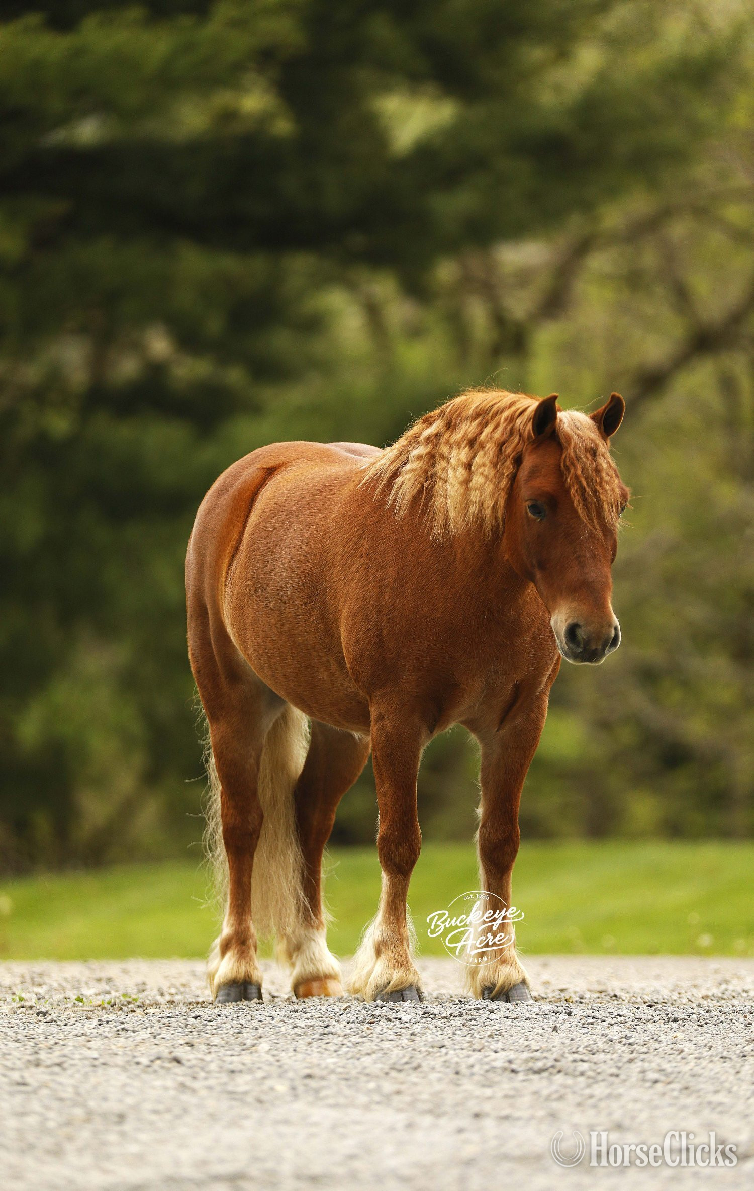 "Cinnamon" Sorrel Gelding Pony - Pony