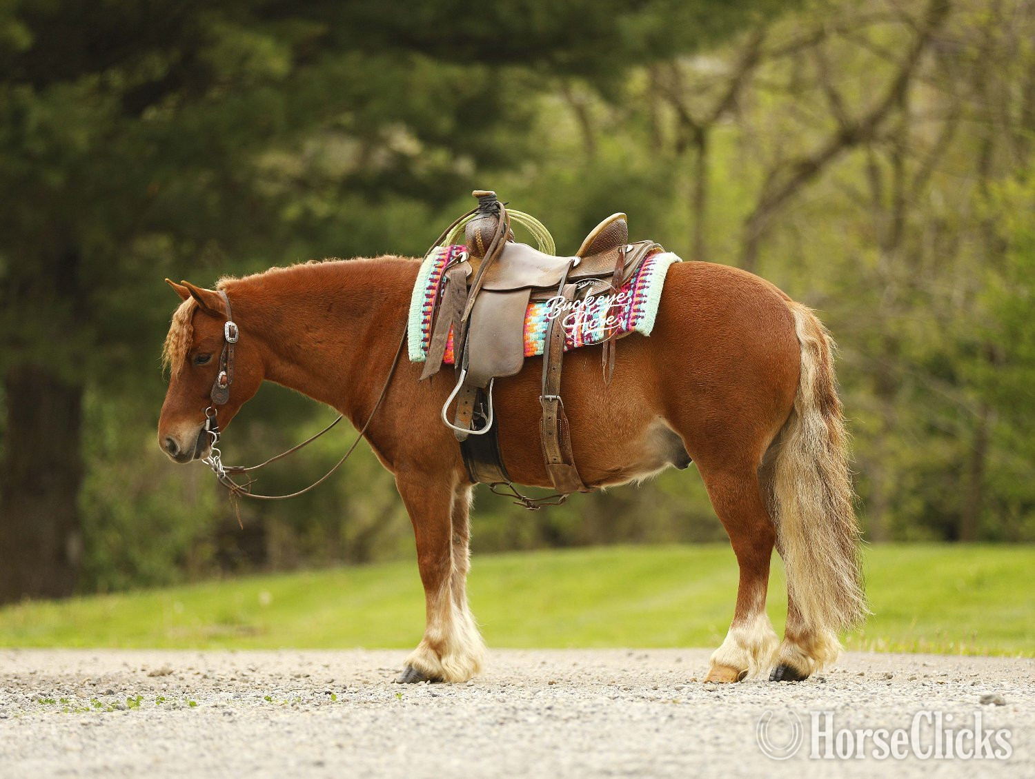 "Cinnamon" Sorrel Gelding Pony Ohio