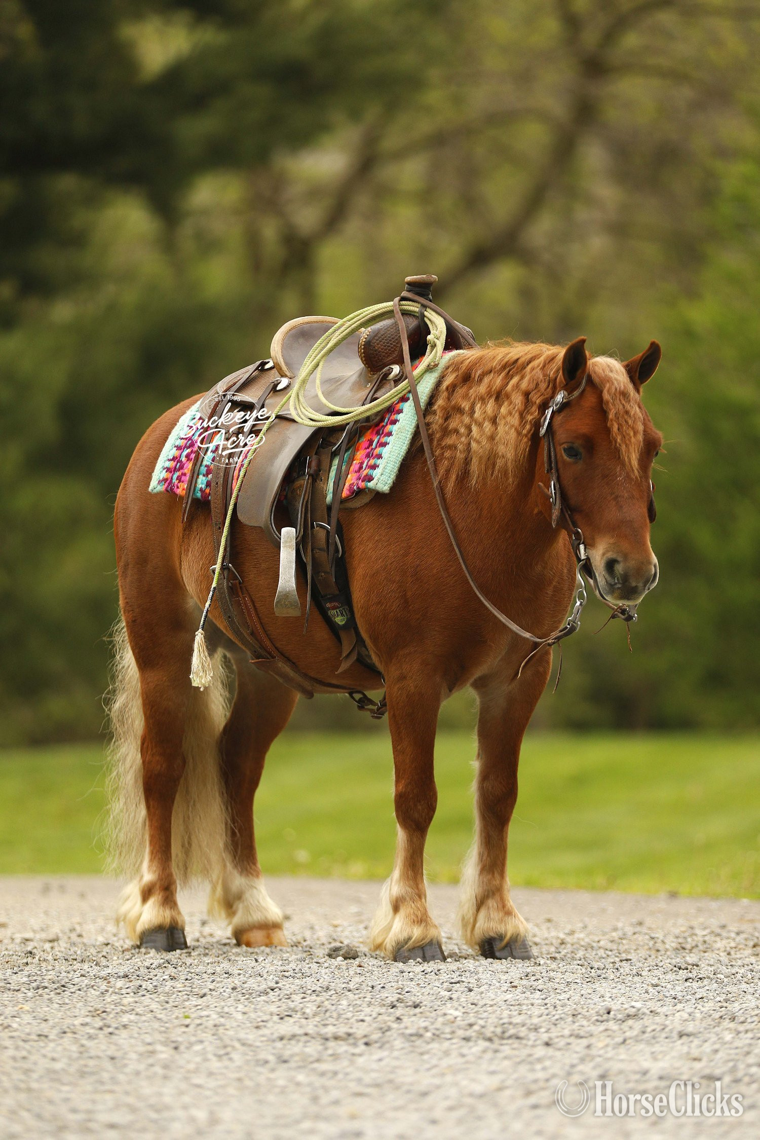 Pony - "Cinnamon" Sorrel Gelding Pony in Ohio