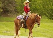 "Cinnamon" Sorrel Gelding Pony