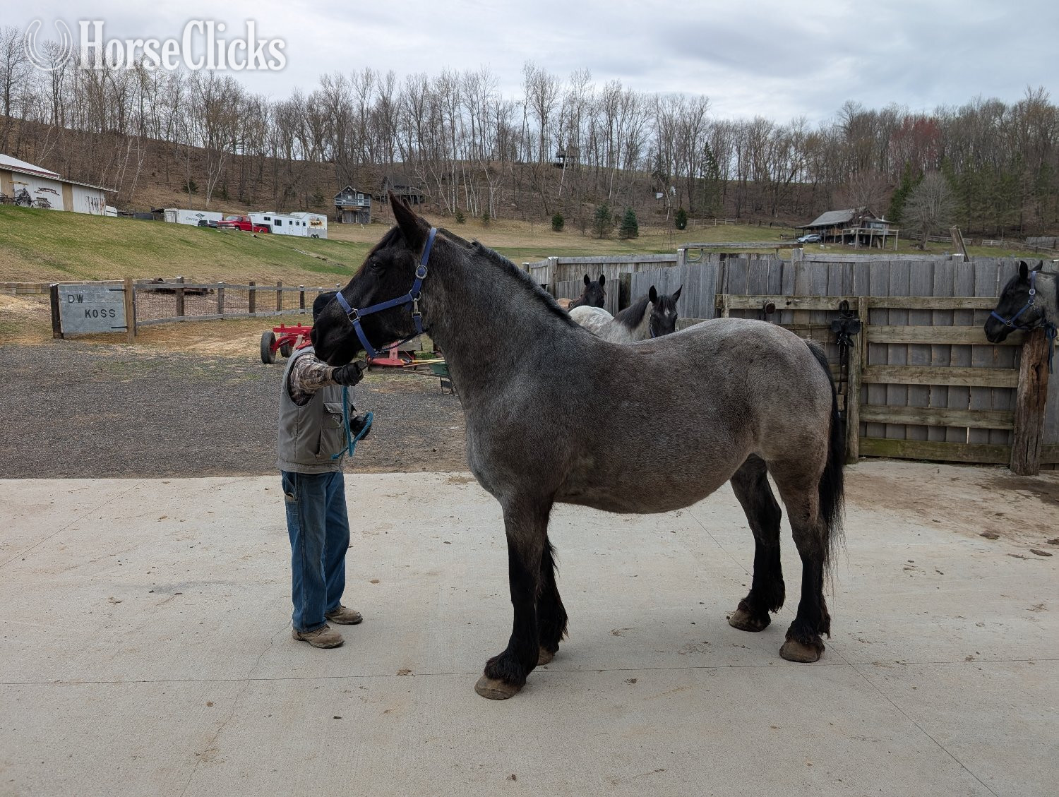 "Roan Mare # 2" Blue Roan Mare Draft in Wisconsin