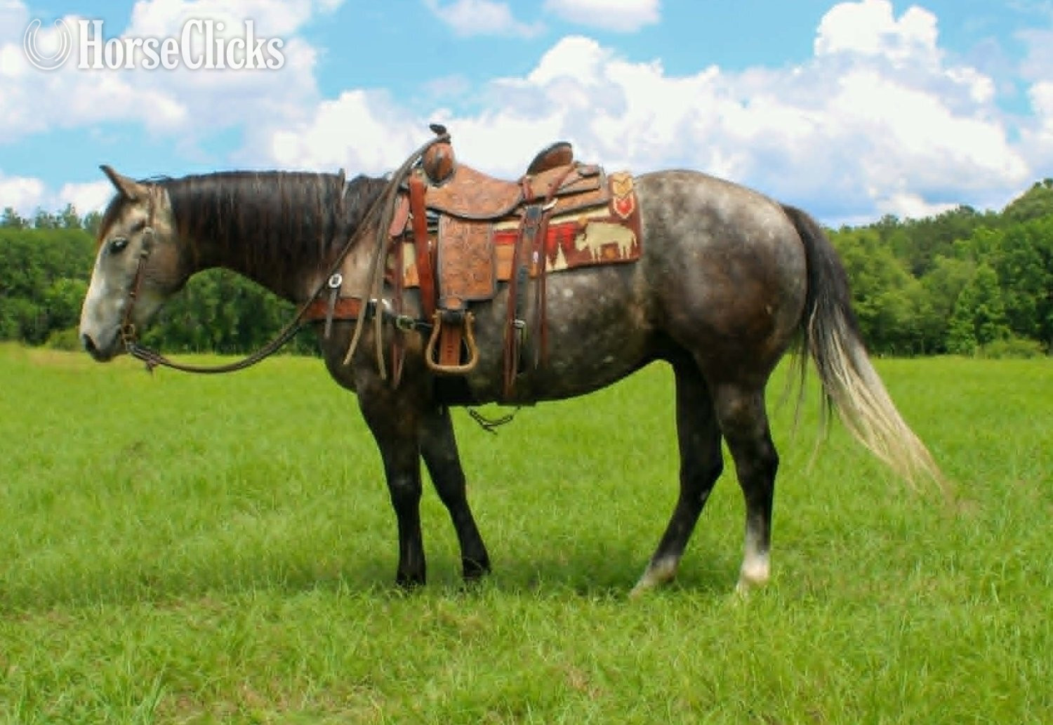 "CADILLAC" Grey Gelding Quarter Horse in Texas