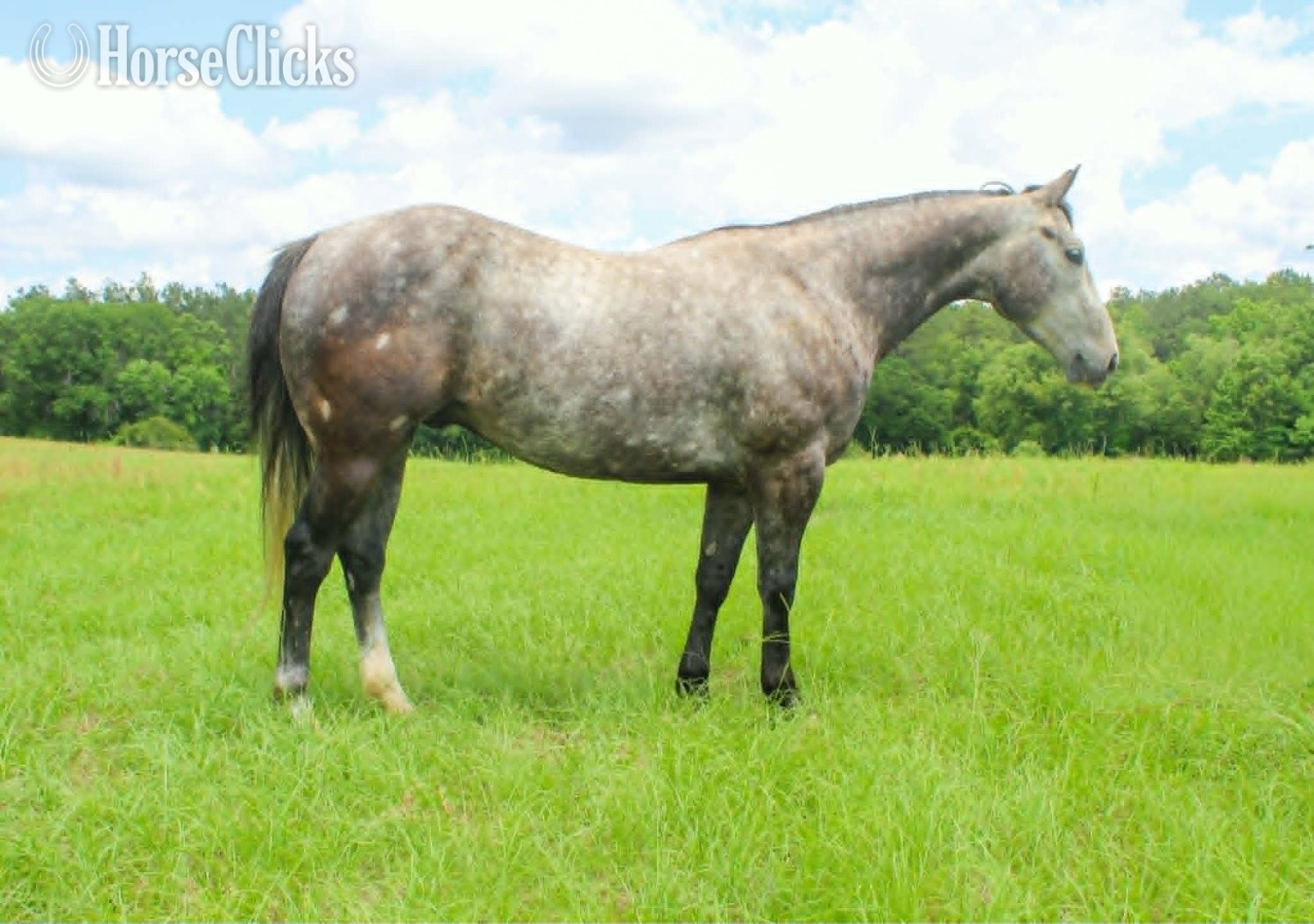 "CADILLAC" Grey Gelding Quarter Horse