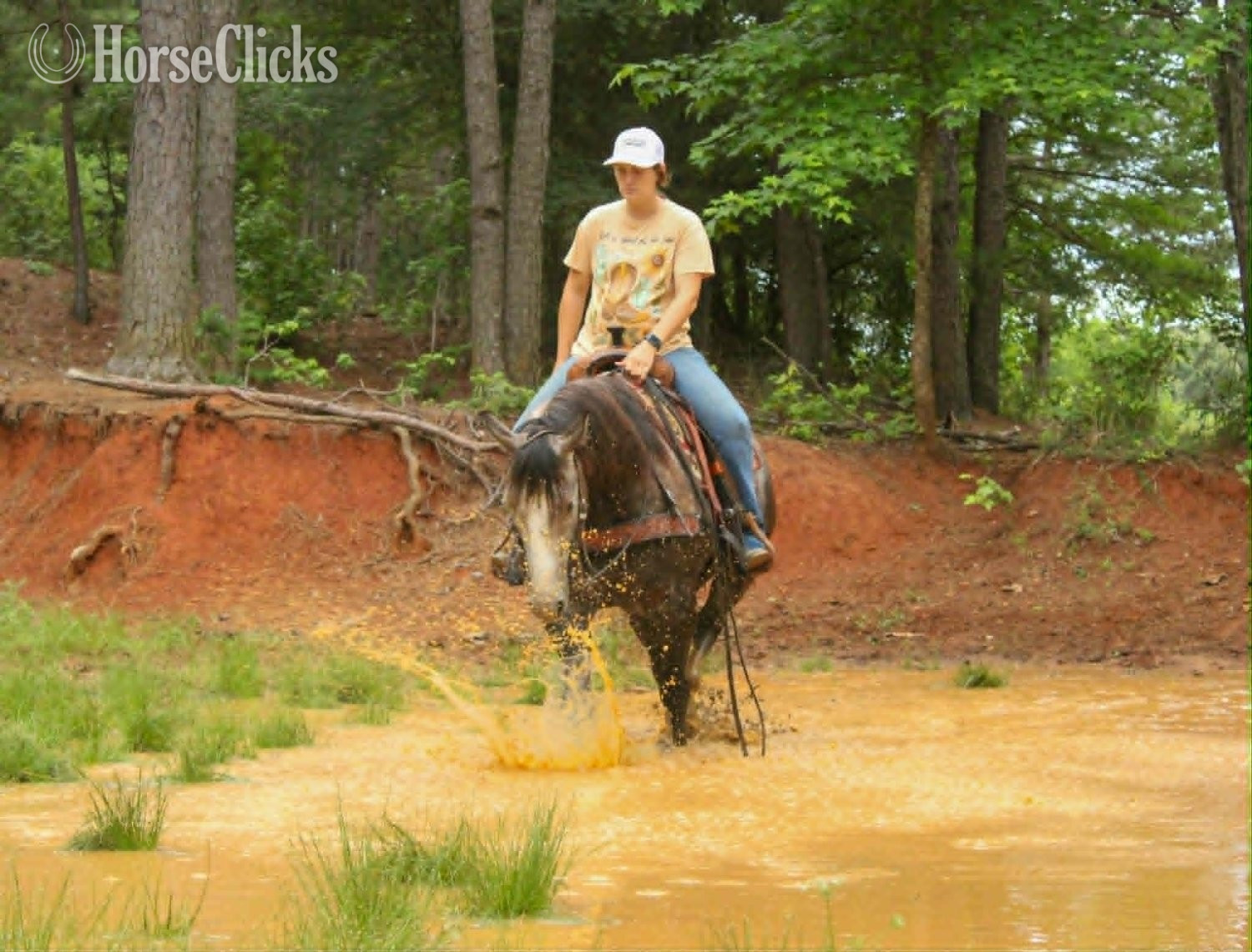 Texas "CADILLAC" Grey Gelding Quarter Horse
