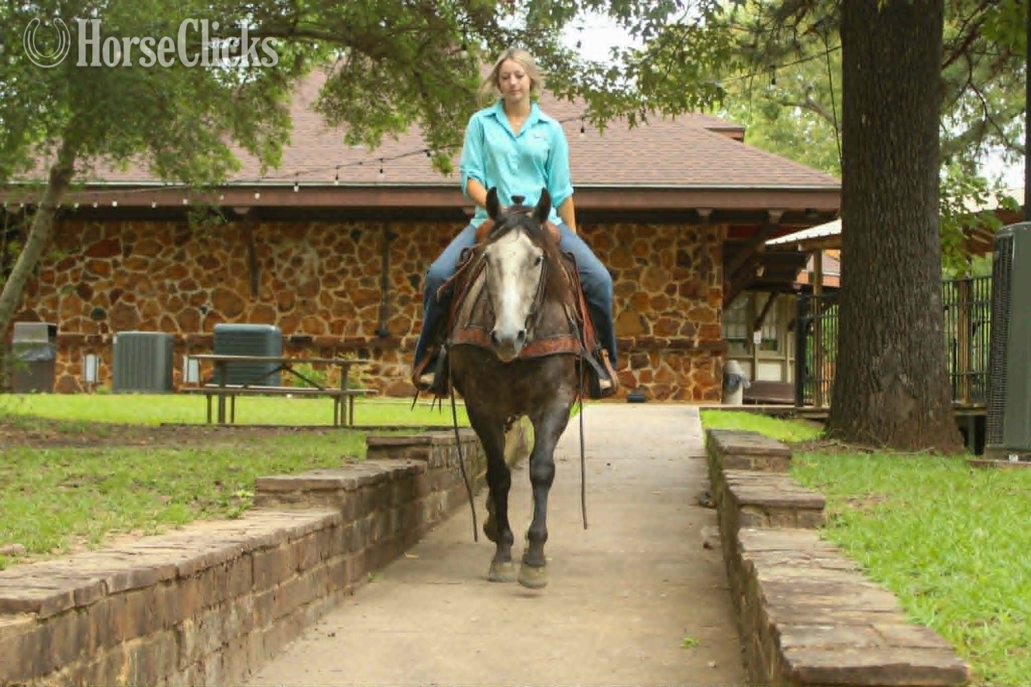 "CADILLAC" Grey Gelding Quarter Horse - Quarter Horse in Texas