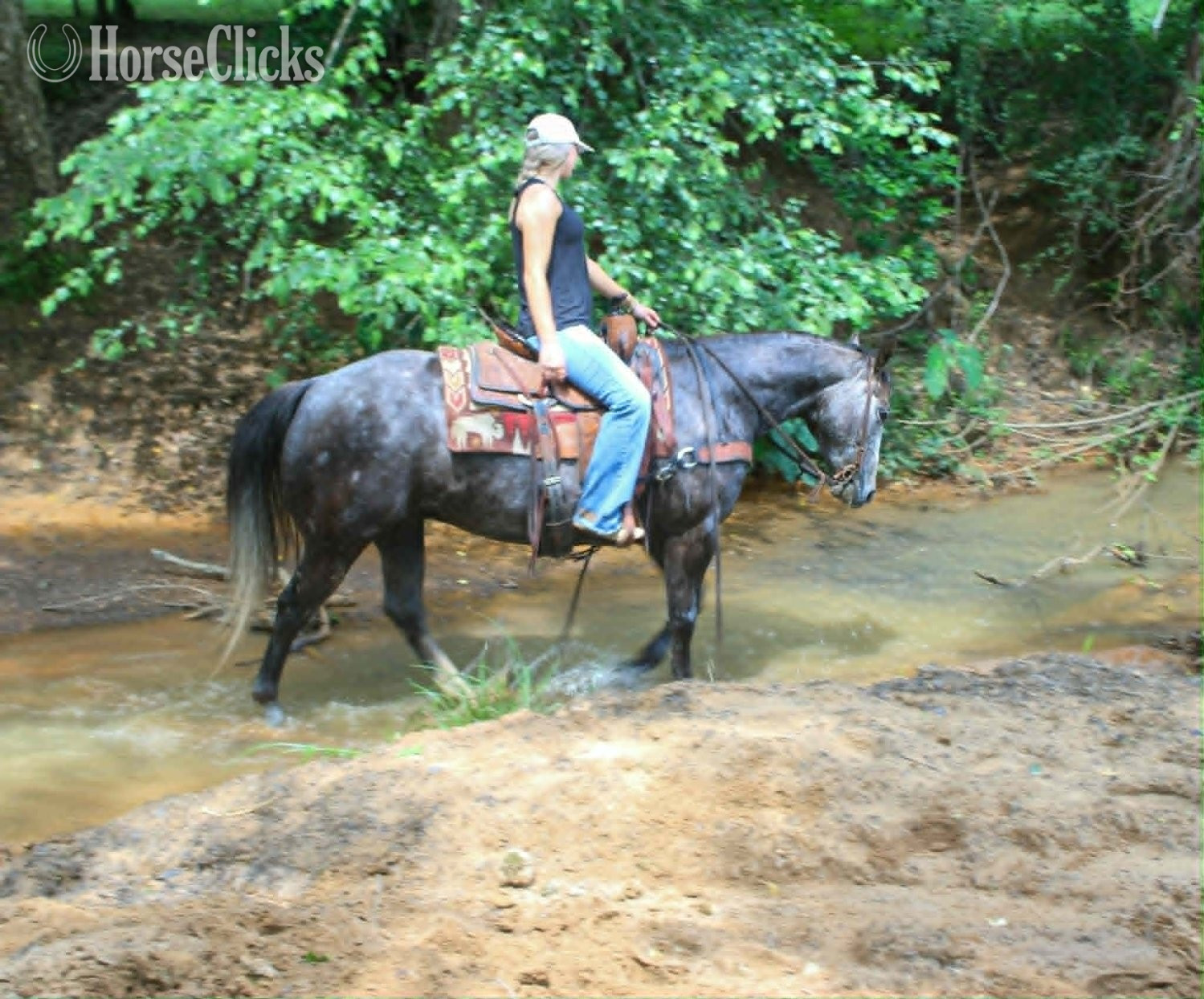 "CADILLAC" Grey Gelding Quarter Horse - Quarter Horse