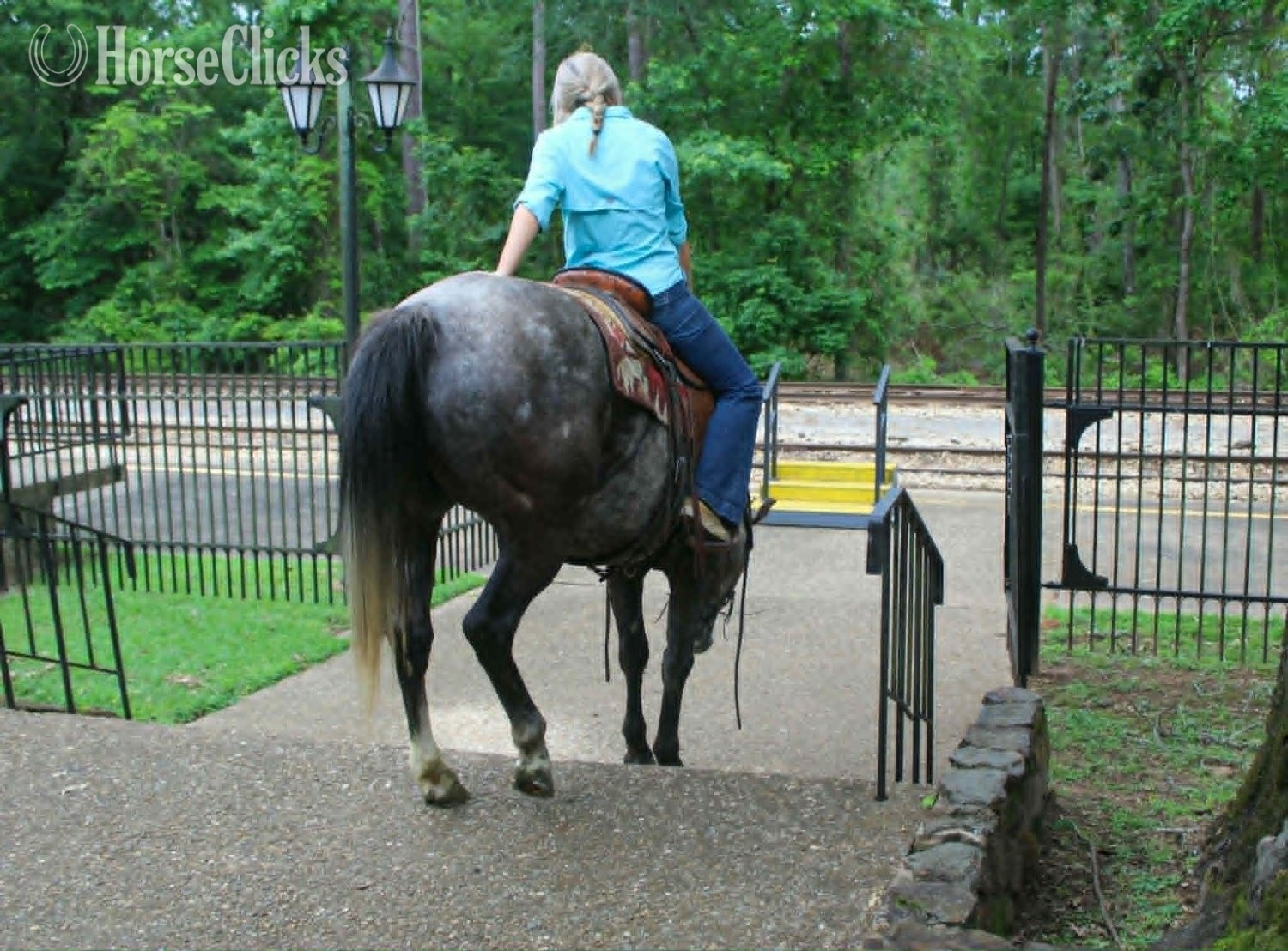 "CADILLAC" Grey Gelding Quarter Horse Texas