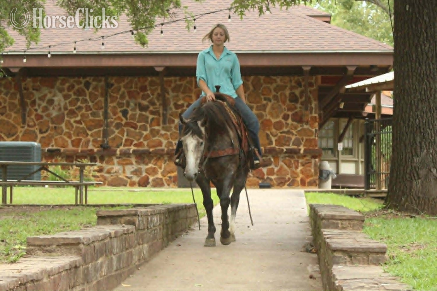Quarter Horse - "CADILLAC" Grey Gelding Quarter Horse in Texas