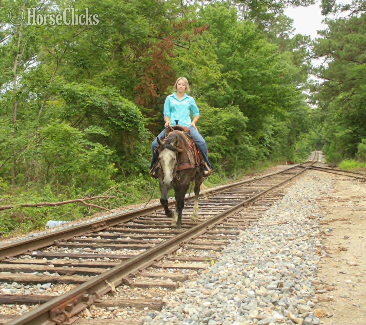 Quarter Horse - "CADILLAC" Grey Gelding Quarter Horse