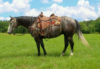 "CADILLAC" Grey Gelding Quarter Horse