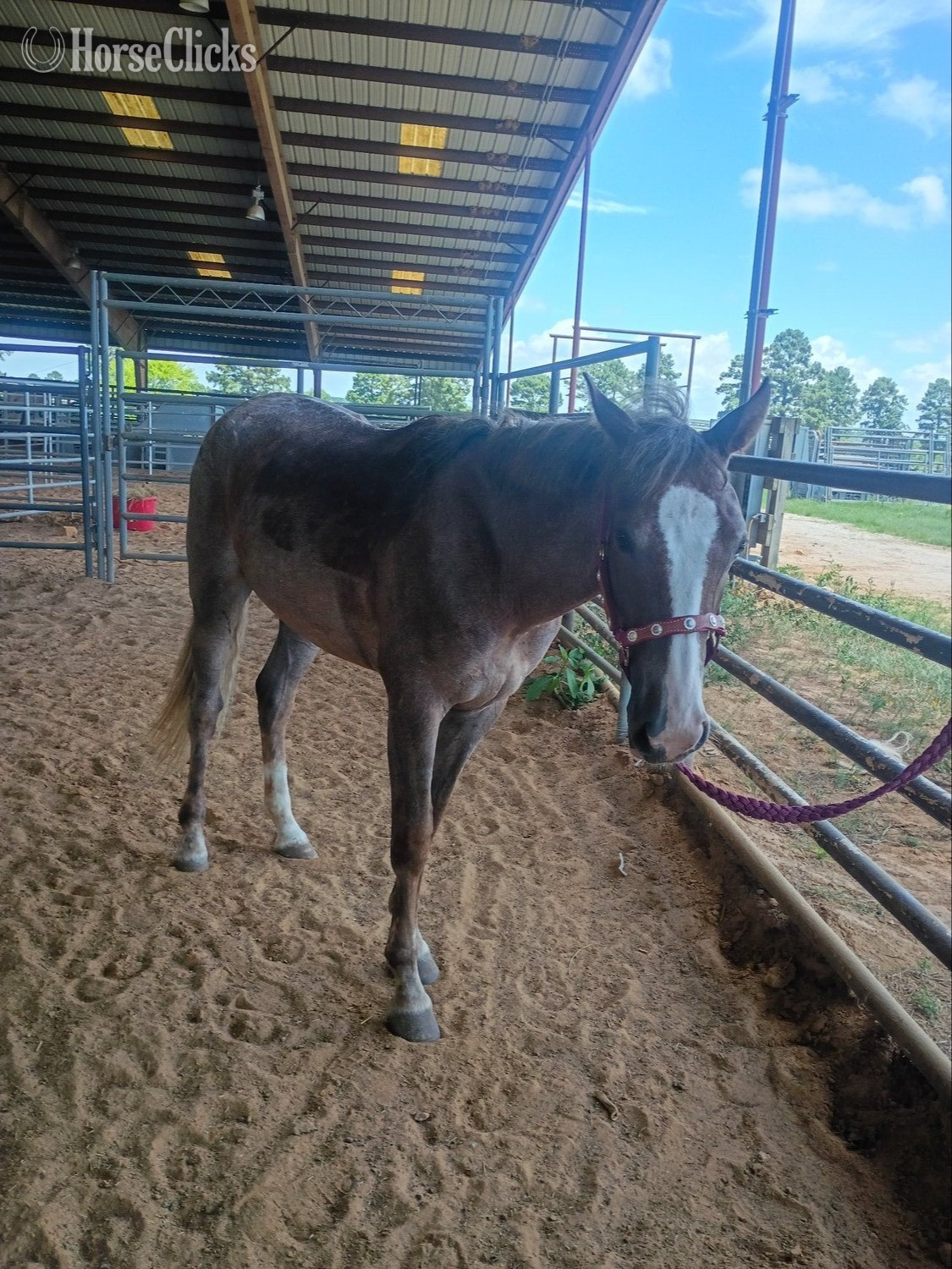 "Scarlett " Red Roan Filly Quarter Horse in Texas