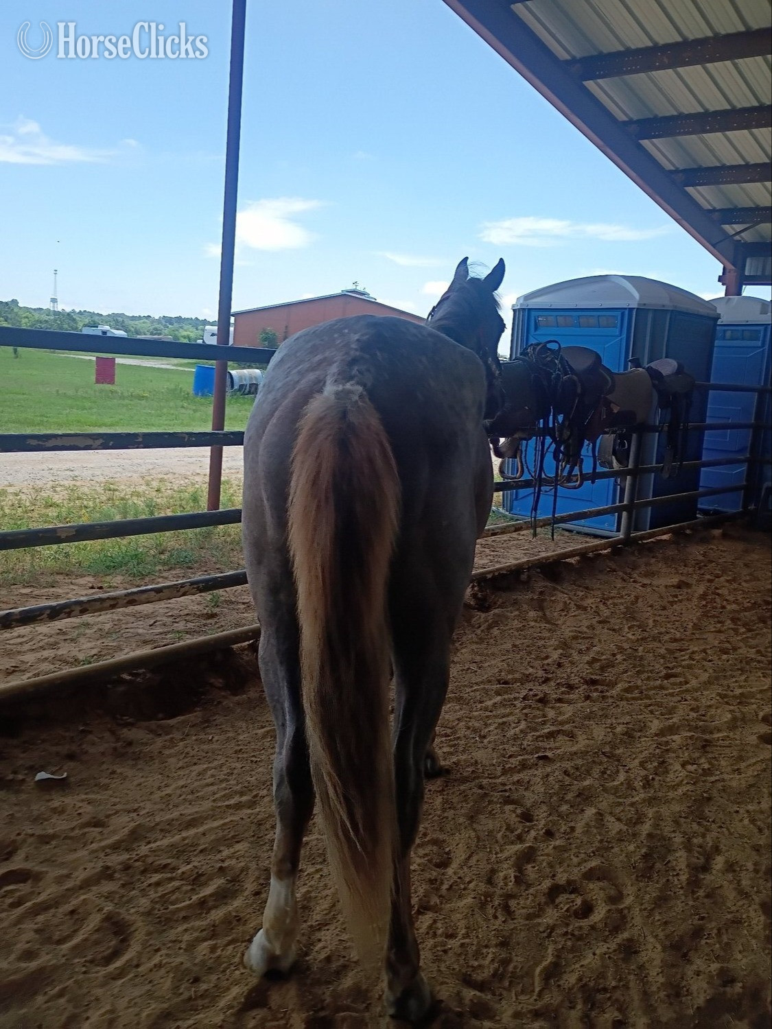 "Scarlett " Red Roan Filly Quarter Horse