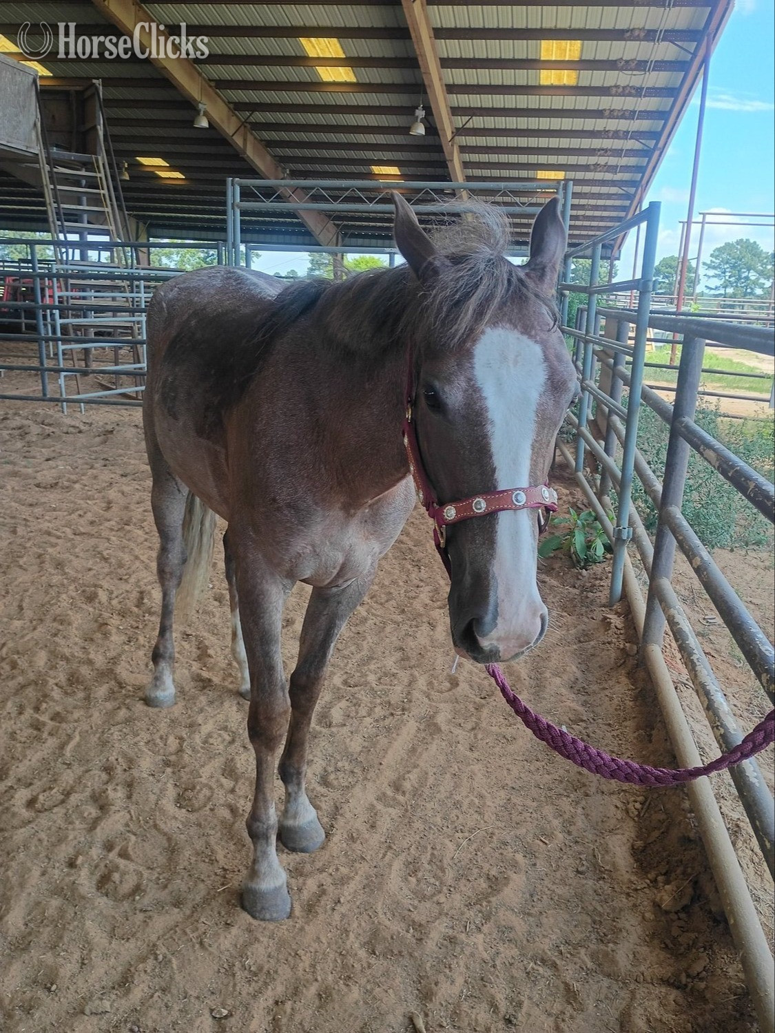 Texas "Scarlett " Red Roan Filly Quarter Horse
