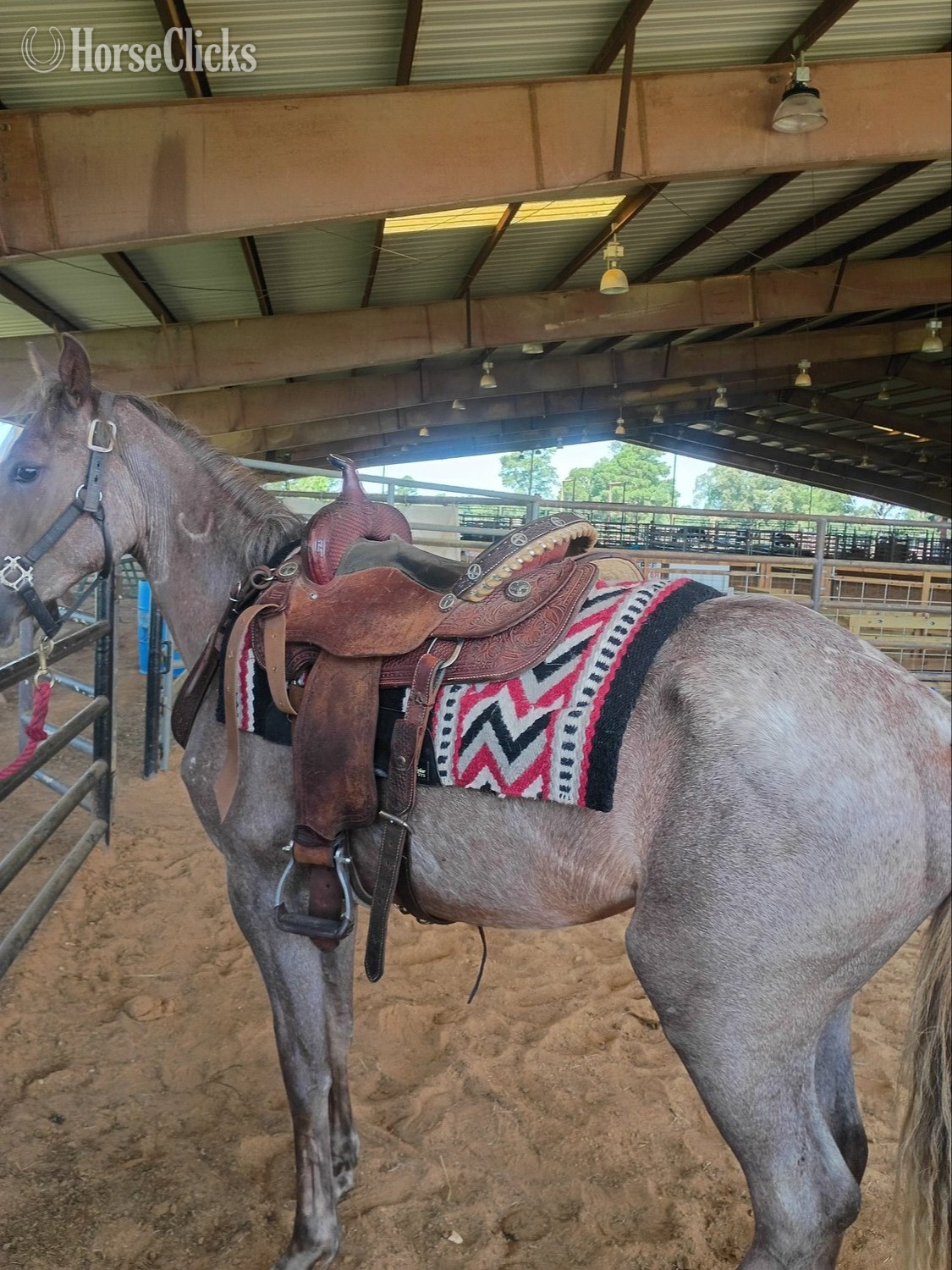 "Scarlett " Red Roan Filly Quarter Horse - Quarter Horse in Texas