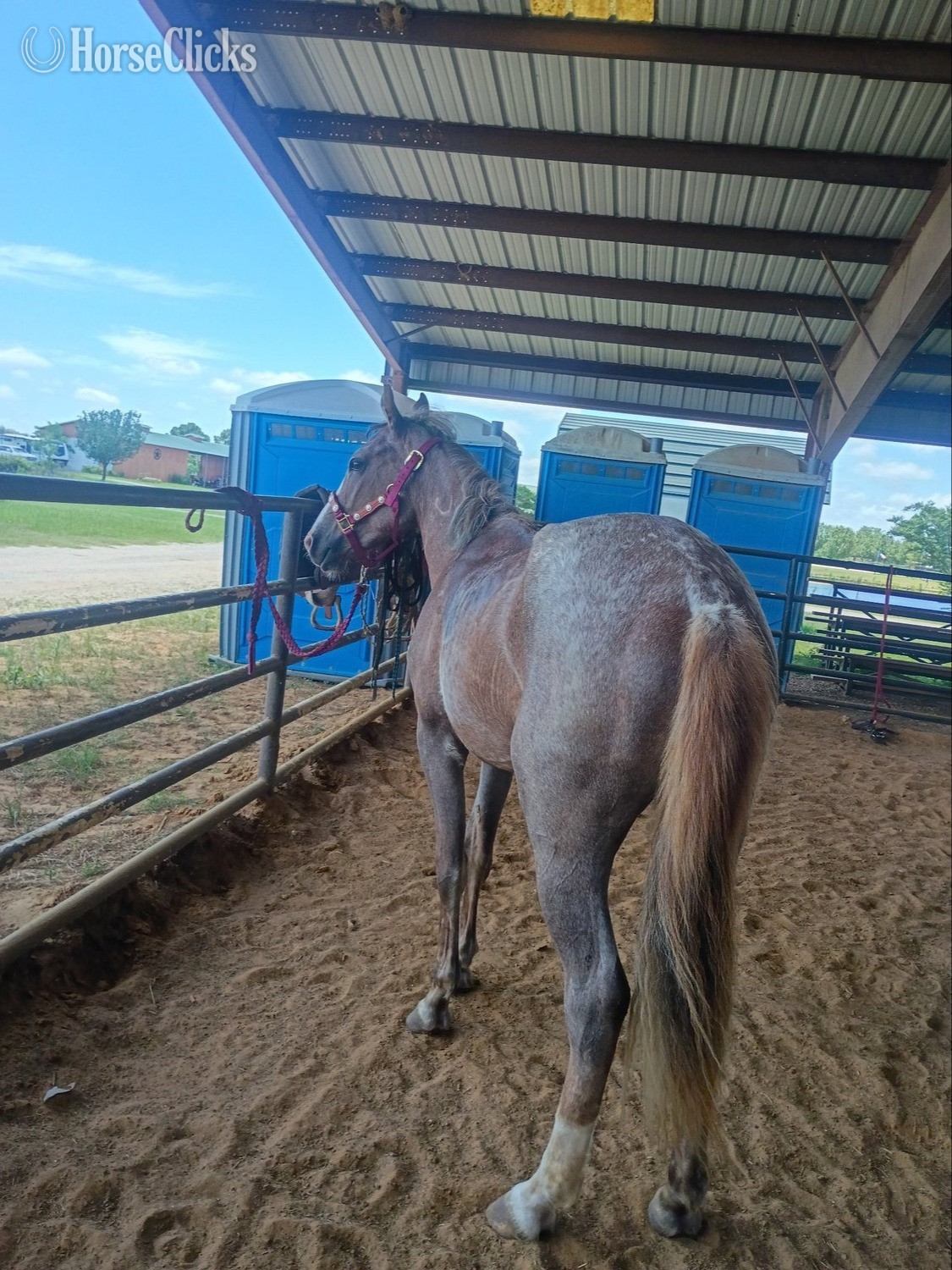 "Scarlett " Red Roan Filly Quarter Horse - Quarter Horse