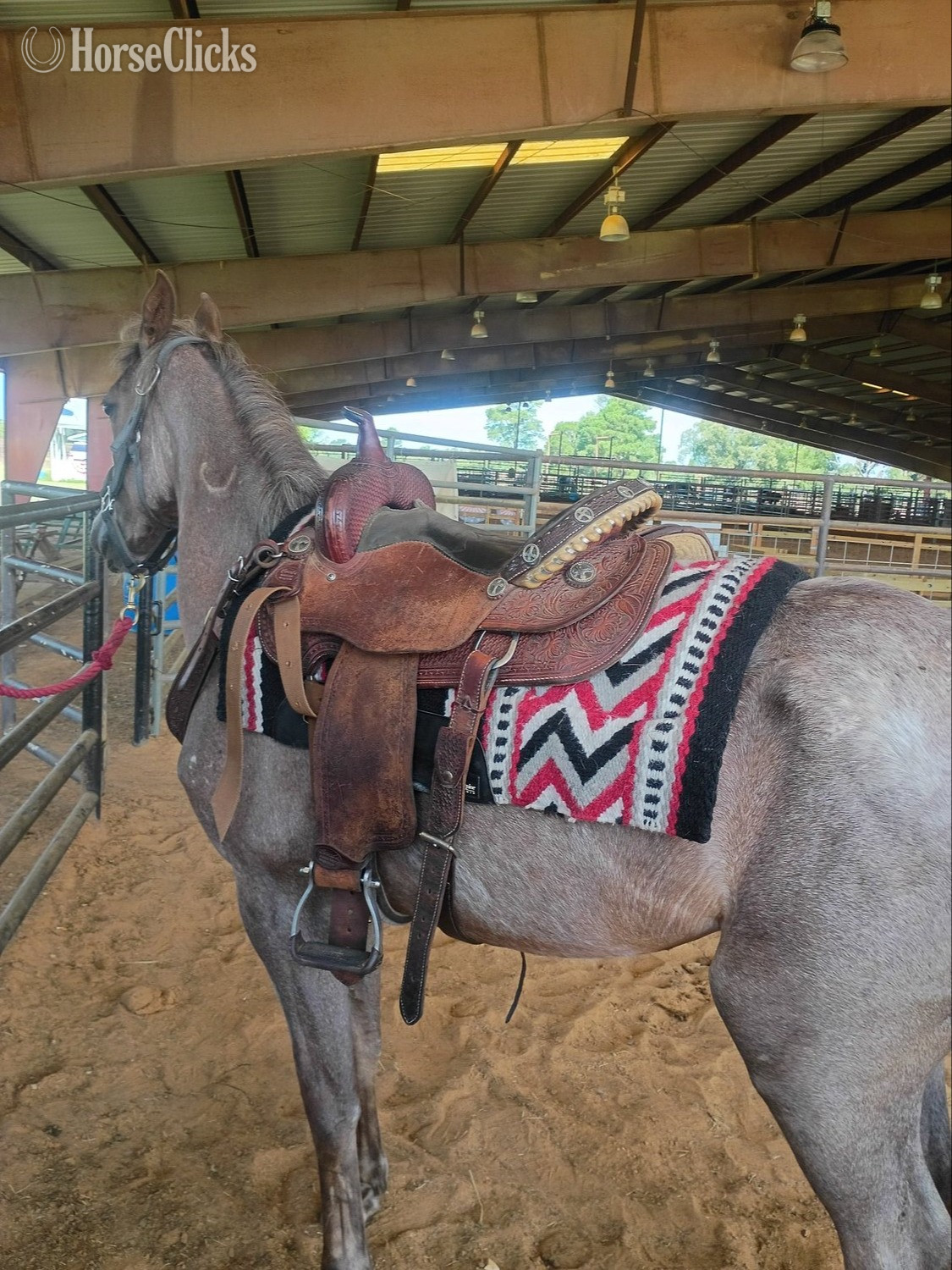 "Scarlett " Red Roan Filly Quarter Horse Texas