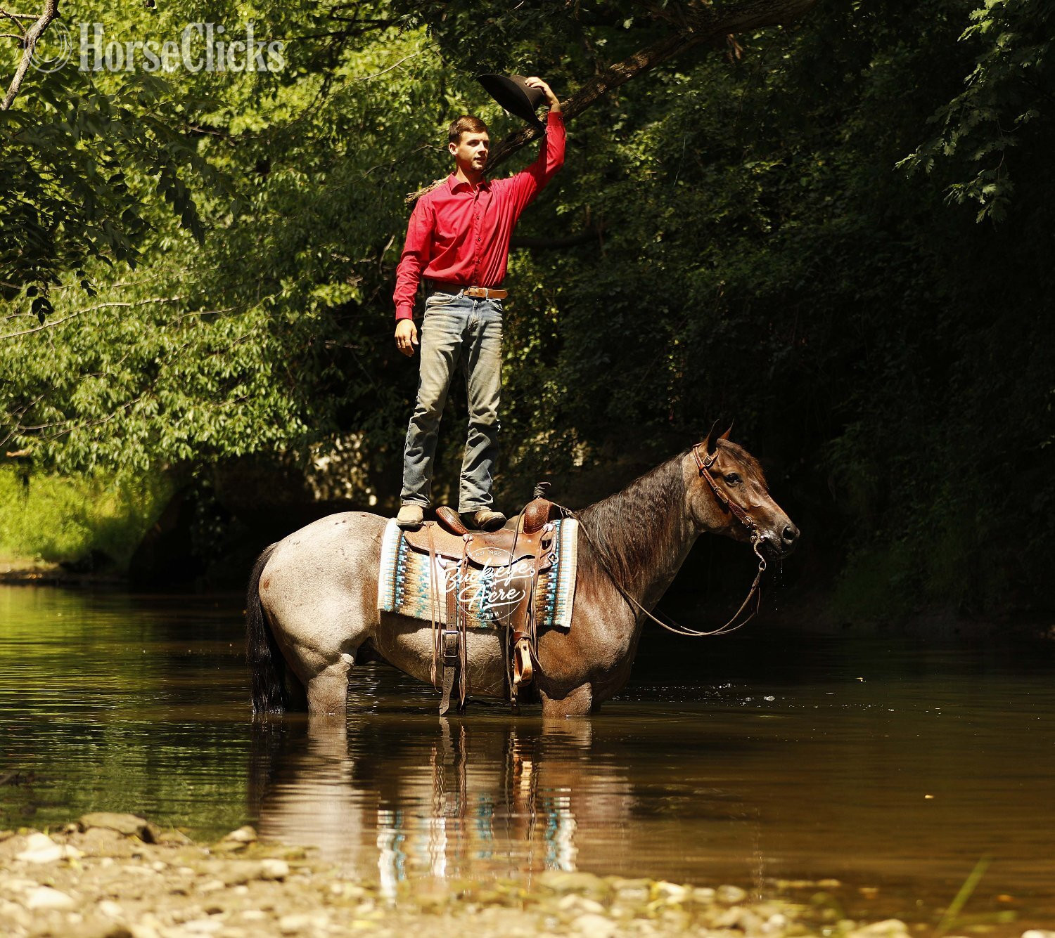 "Furlo" Bay Roan Gelding Quarter Horse