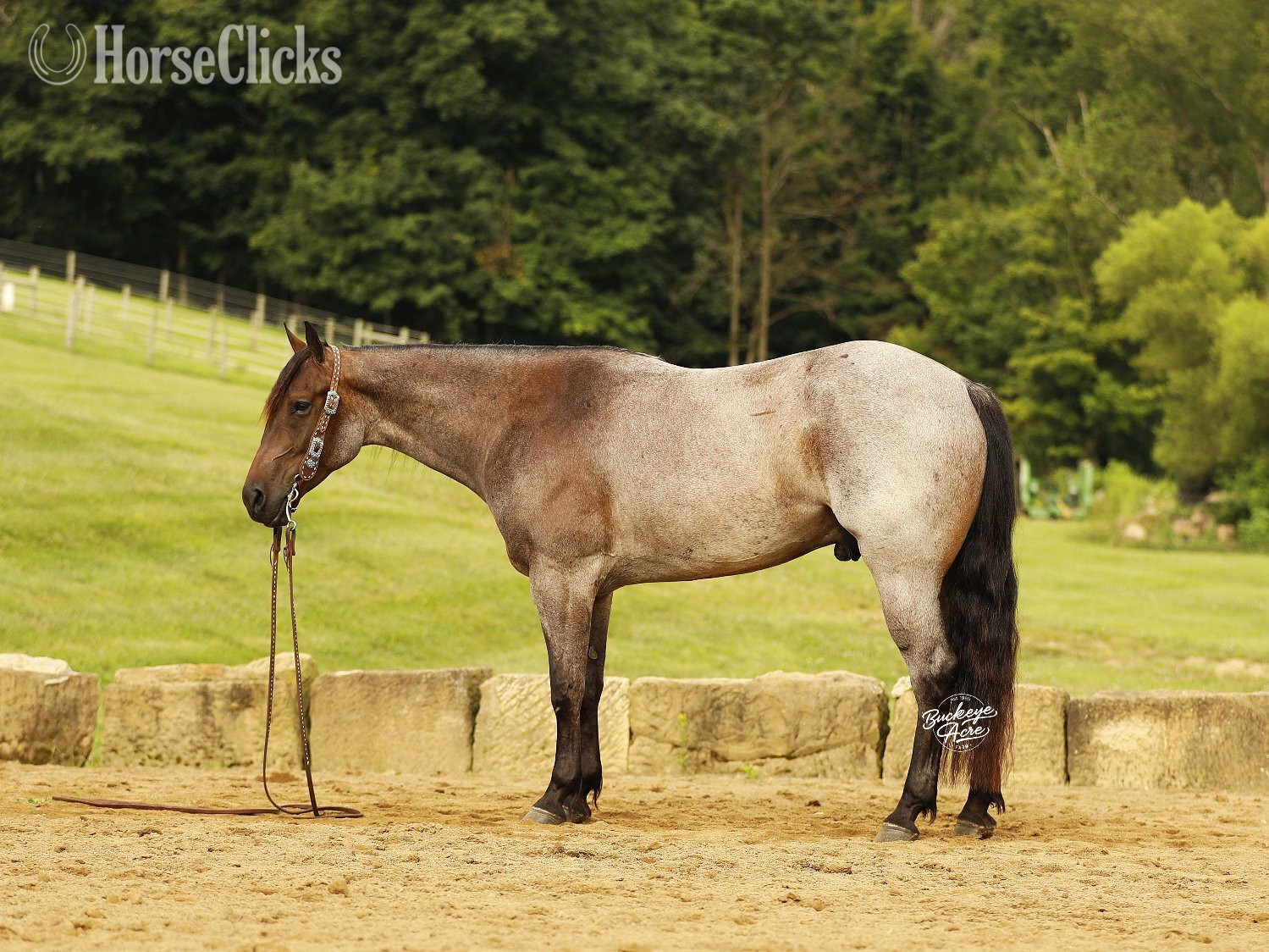 Ohio "Furlo" Bay Roan Gelding Quarter Horse