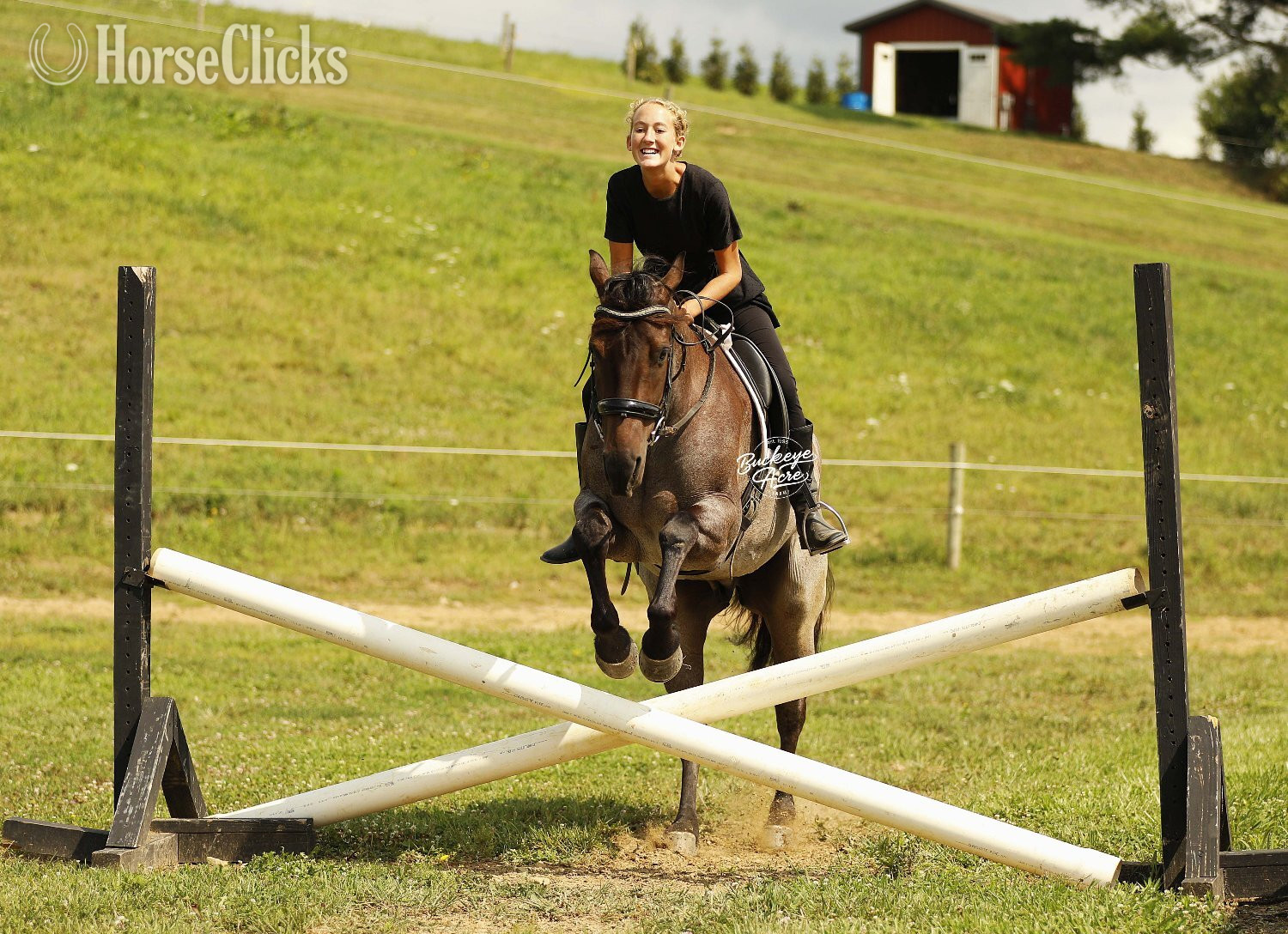 "Furlo" Bay Roan Gelding Quarter Horse - Quarter Horse in Ohio