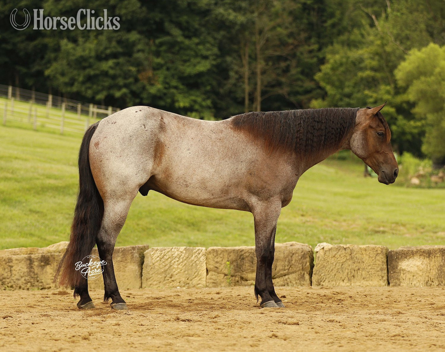 "Furlo" Bay Roan Gelding Quarter Horse - Quarter Horse