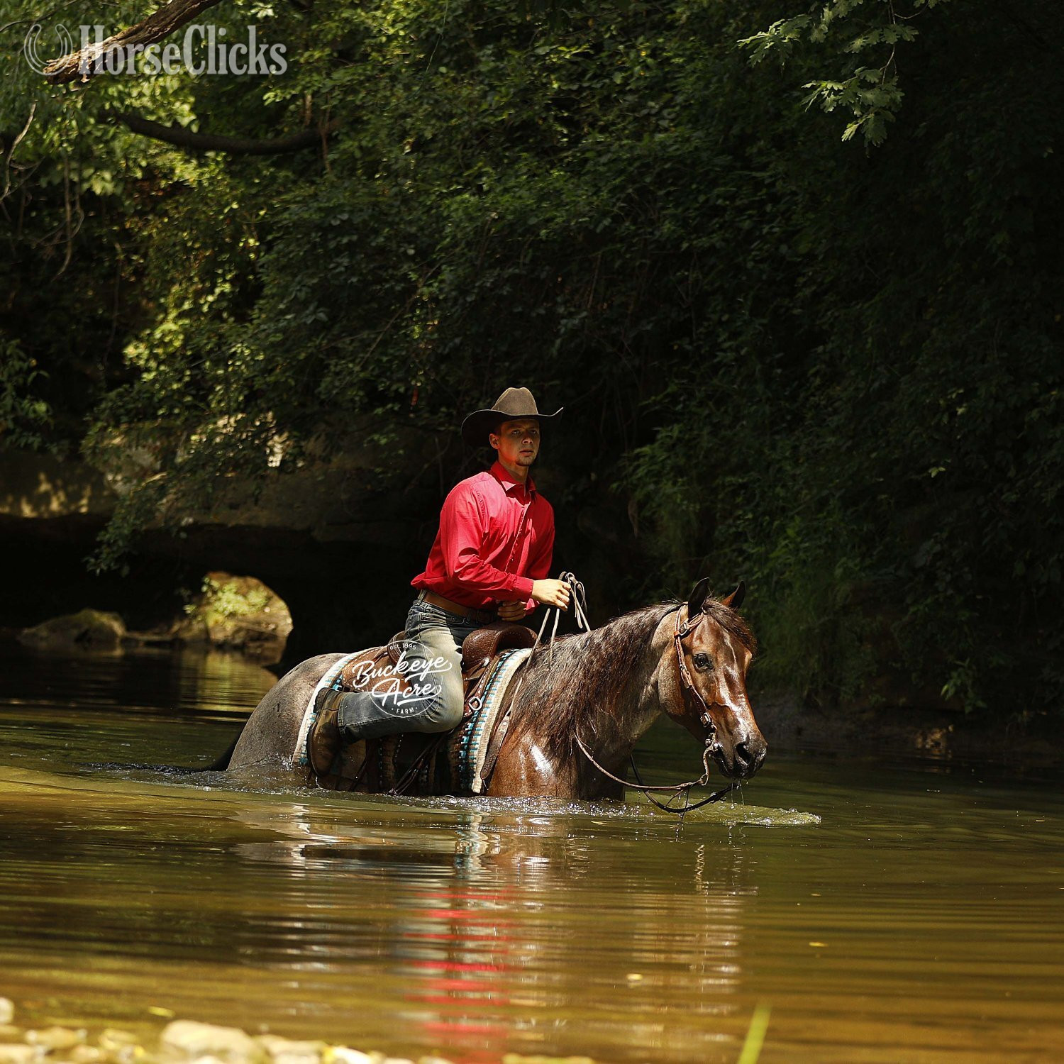 "Furlo" Bay Roan Gelding Quarter Horse Ohio