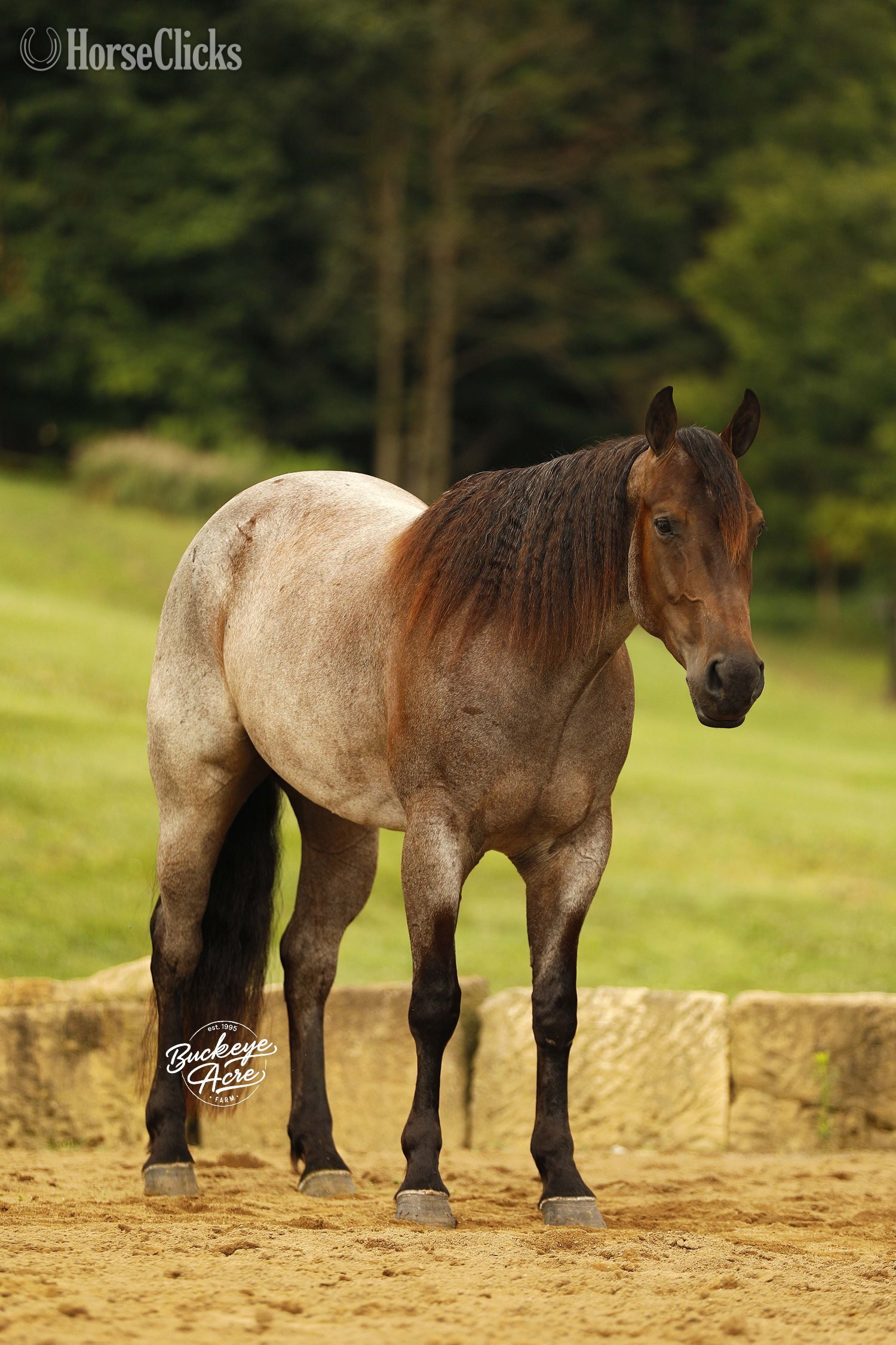 Quarter Horse - "Furlo" Bay Roan Gelding Quarter Horse in Ohio