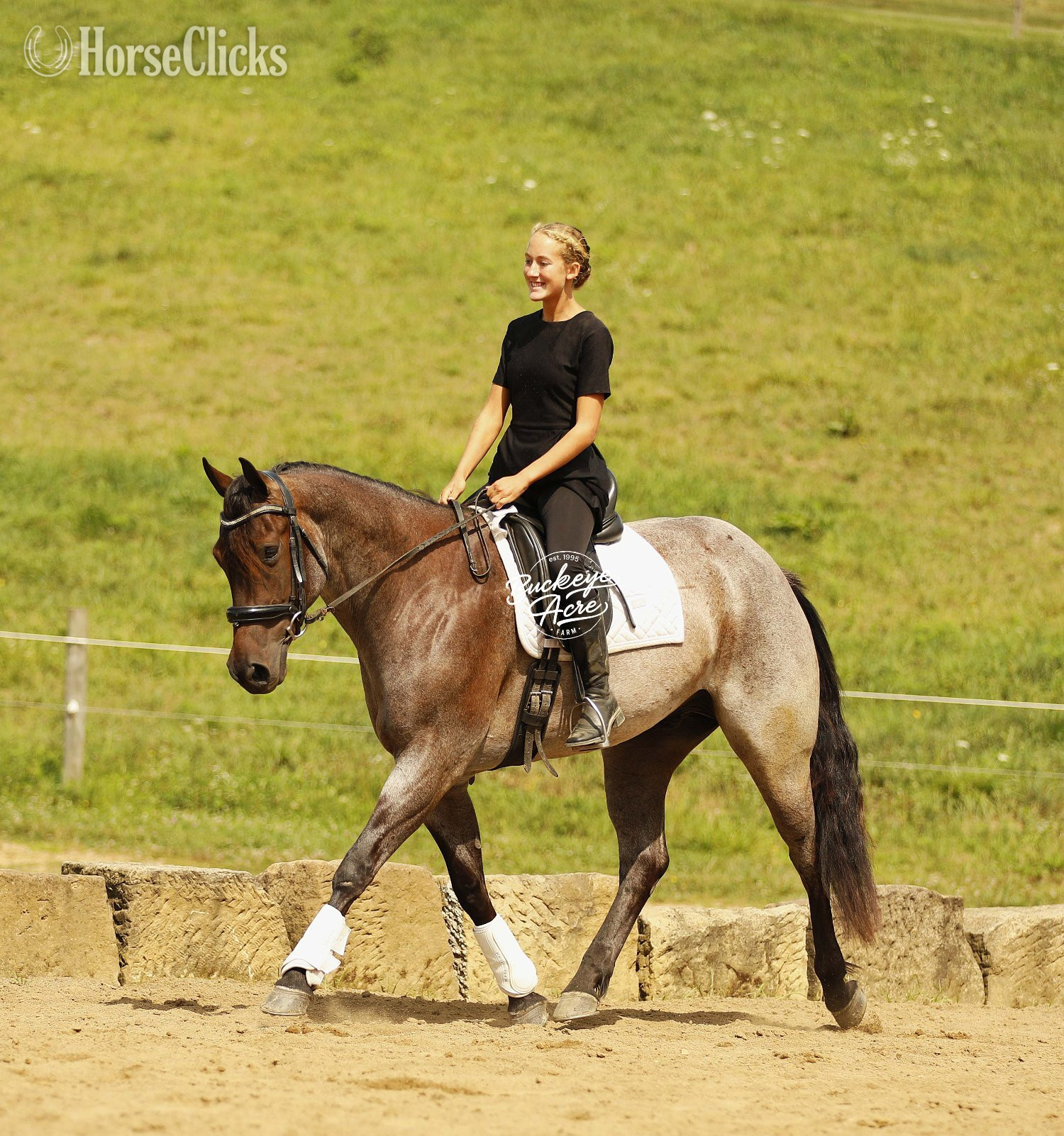 Quarter Horse - "Furlo" Bay Roan Gelding Quarter Horse