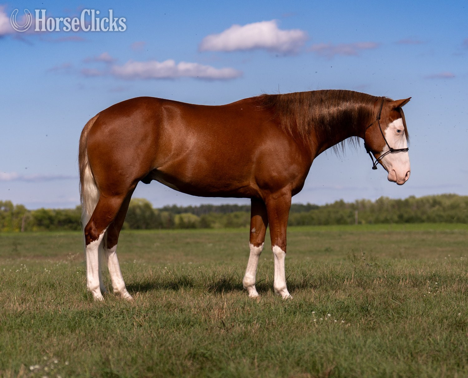 "Galaxy " Sorrel Gelding Quarter Horse
