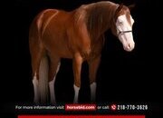 "Galaxy " Sorrel Gelding Quarter Horse