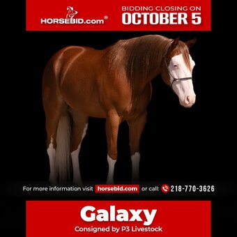 "Galaxy " Sorrel Gelding Quarter Horse