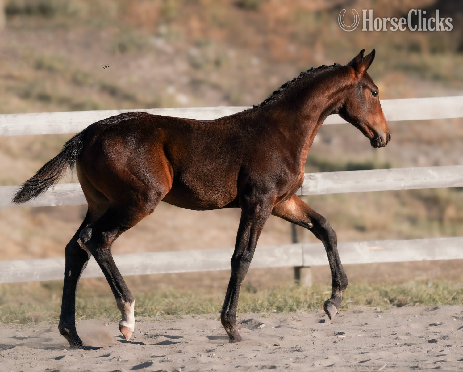 "Furst Brew" Black Gelding Warmblood - Warmblood