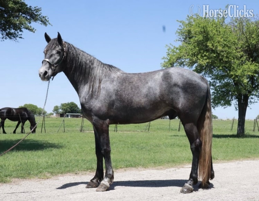"Folsom Prison Blues" Blue Roan Gelding Missouri Fox Trotter in Utah