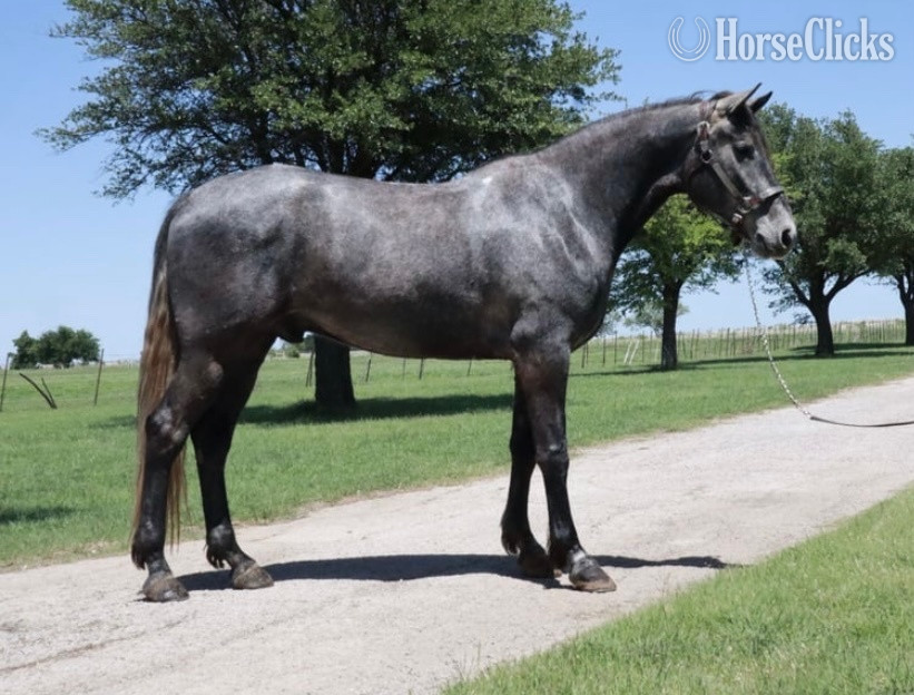 "Folsom Prison Blues" Blue Roan Gelding Missouri Fox Trotter