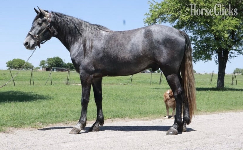 Utah "Folsom Prison Blues" Blue Roan Gelding Missouri Fox Trotter