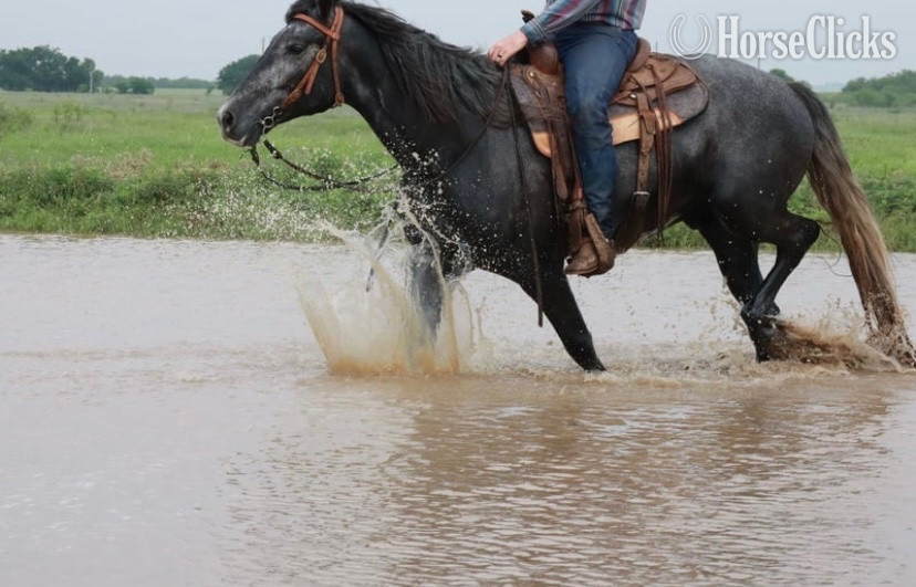 "Folsom Prison Blues" Blue Roan Gelding Missouri Fox Trotter - Missouri Fox Trotter in Utah