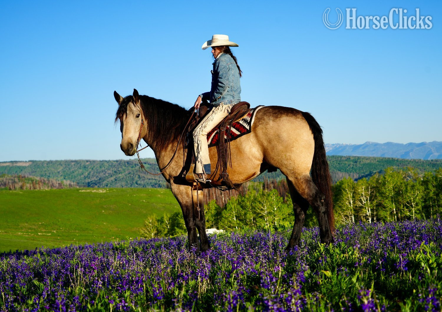 "Dillon " Buckskin Gelding Draft