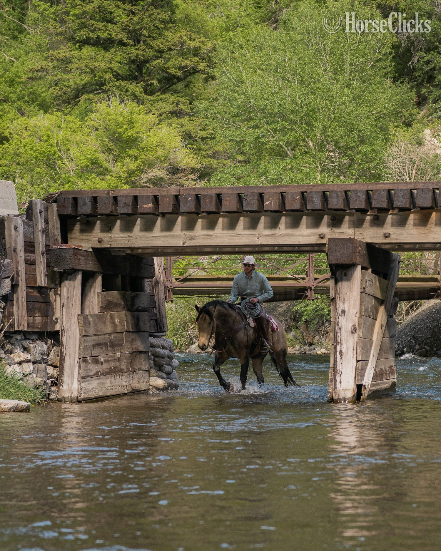 Draft - "Dillon " Buckskin Gelding Draft in Utah