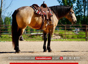 "Dillon " Buckskin Gelding Draft