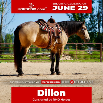 "Dillon " Buckskin Gelding Draft